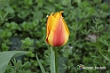 messer tulipano 2019 Inaugurazione_241